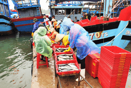 Trở về từ Hoàng Sa đầu năm mới, các tàu cá Quảng Nam bội thu 